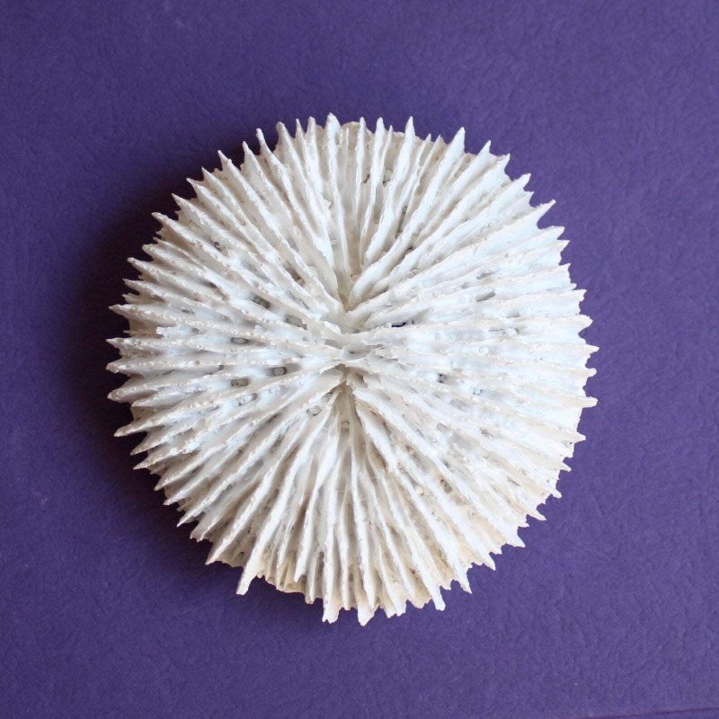 Coastal white coral decor