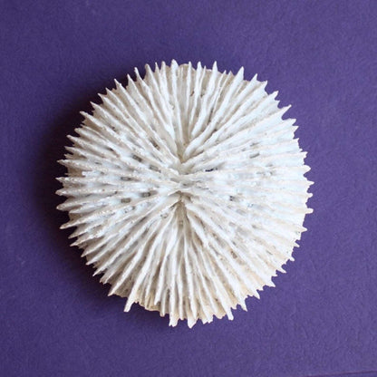 Coastal white coral decor