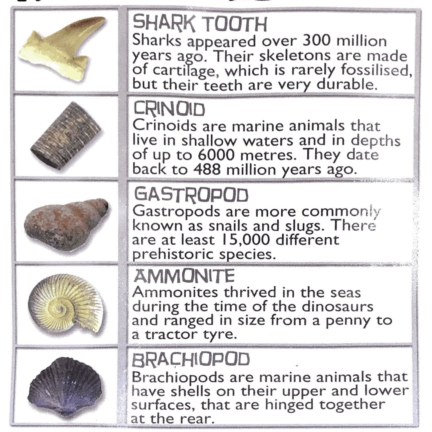 Learn about fossils kit