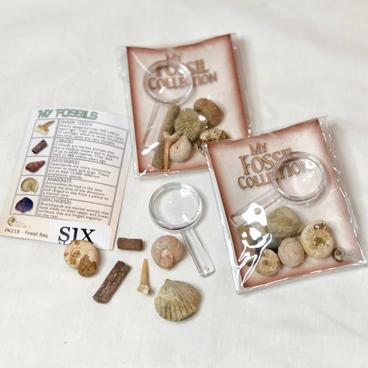 Learn about fossils kit