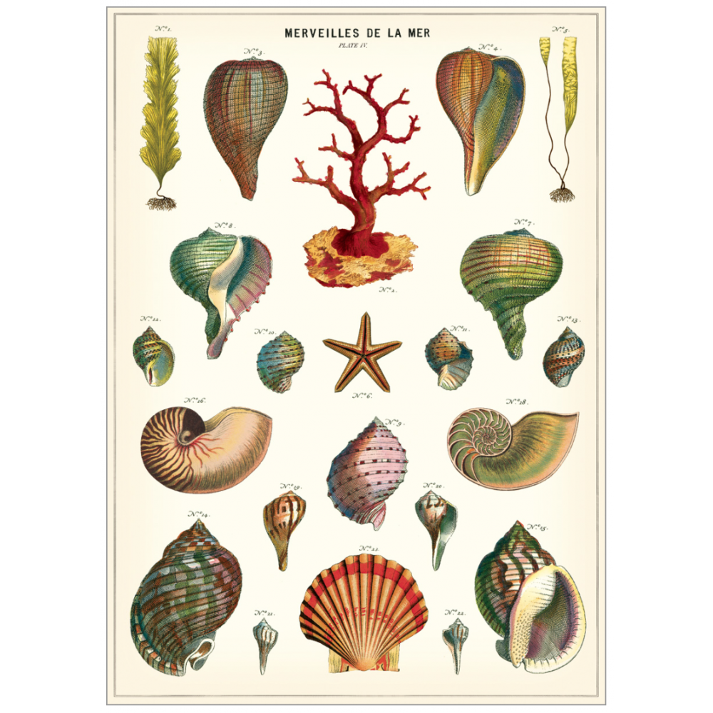 Sea shells coastal vintage chart poster print