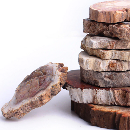 Fossilised wood slice / jurassic crystal slab / ring tray