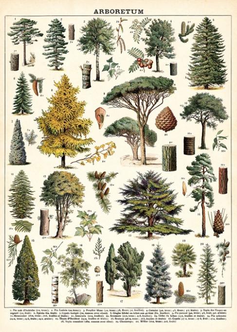 Trees vintage chart poster print