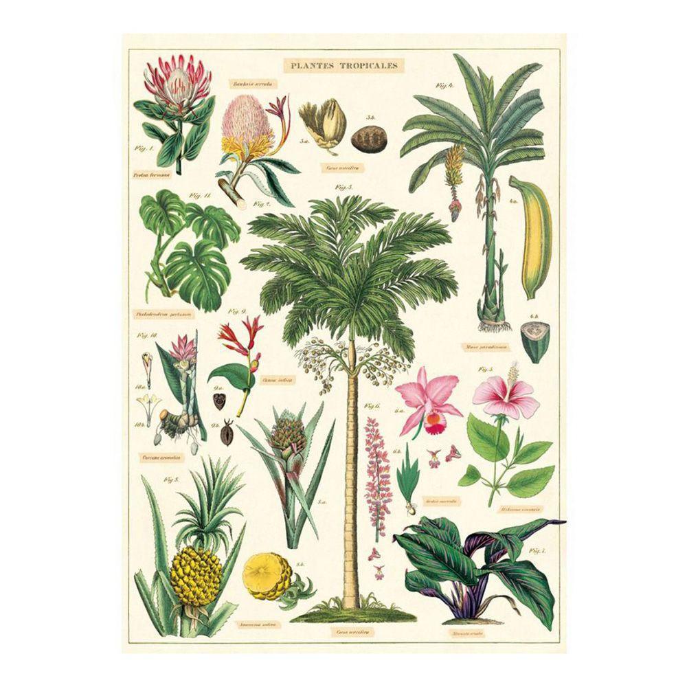 Tropical banana tree botanic poster chart print