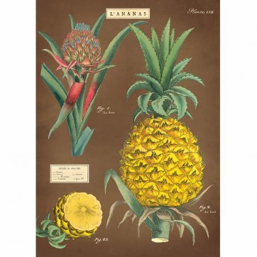 Tropical pineapple vintage chart poster print