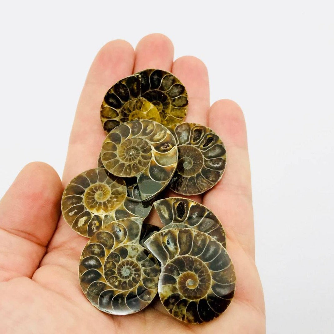 Halved ammonite shell crystal – Six Things Shop Australia