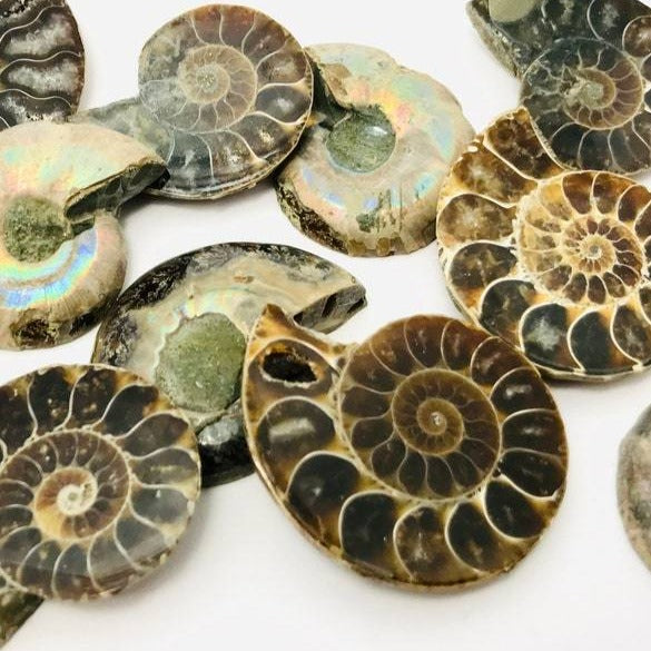 Halved ammonite shell crystal – Six Things Shop Australia