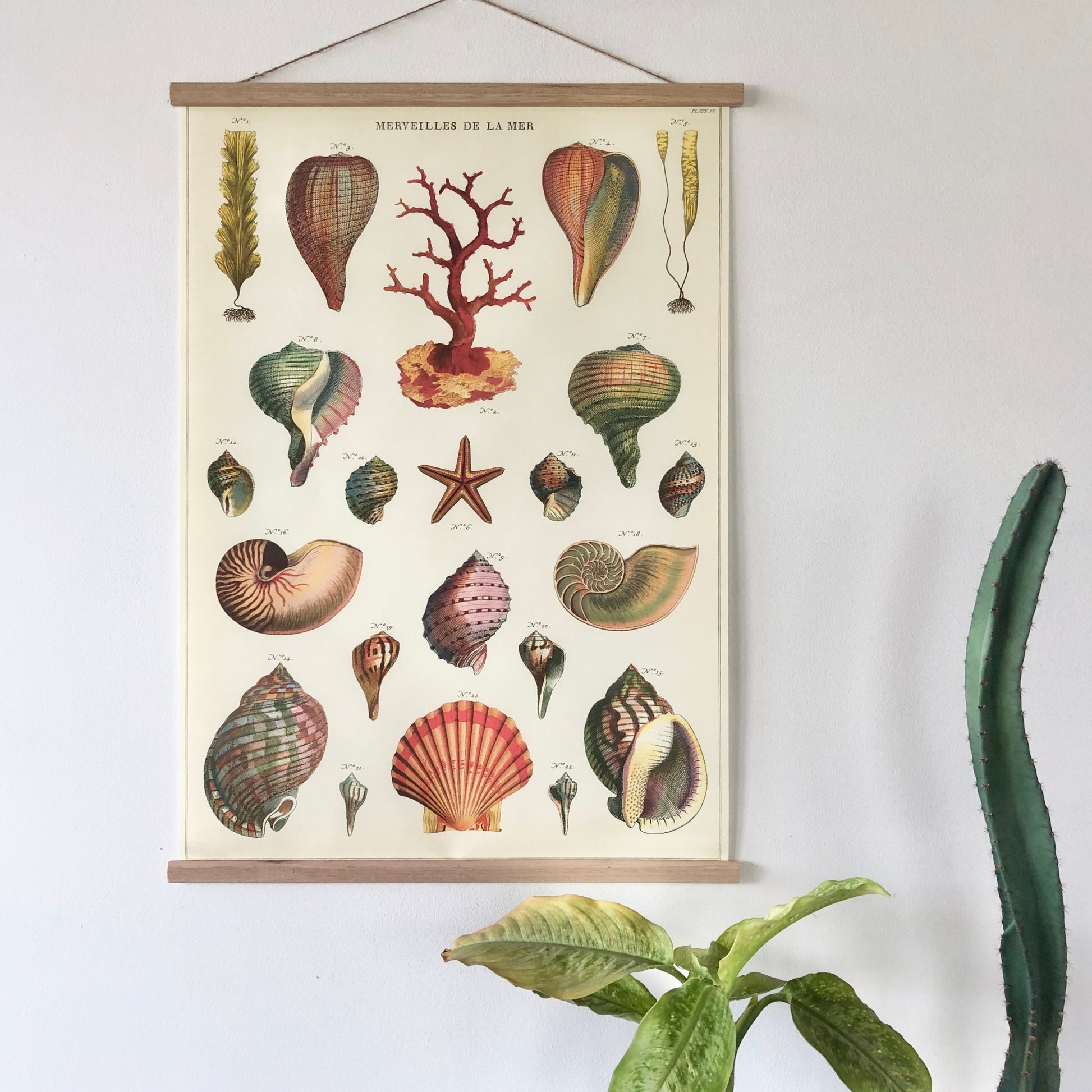 Sea shells coastal vintage chart poster print β Six Things Shop Australia