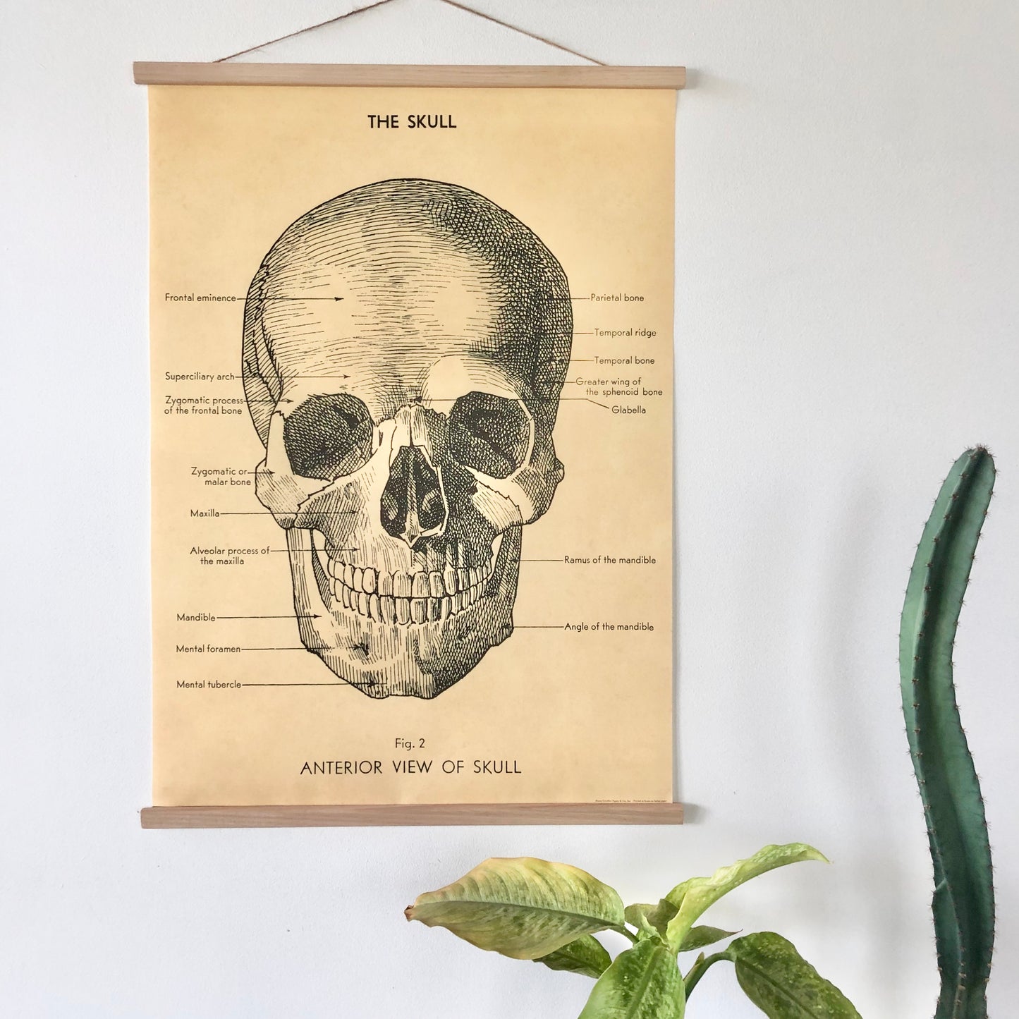 Skull vintage chart poster print