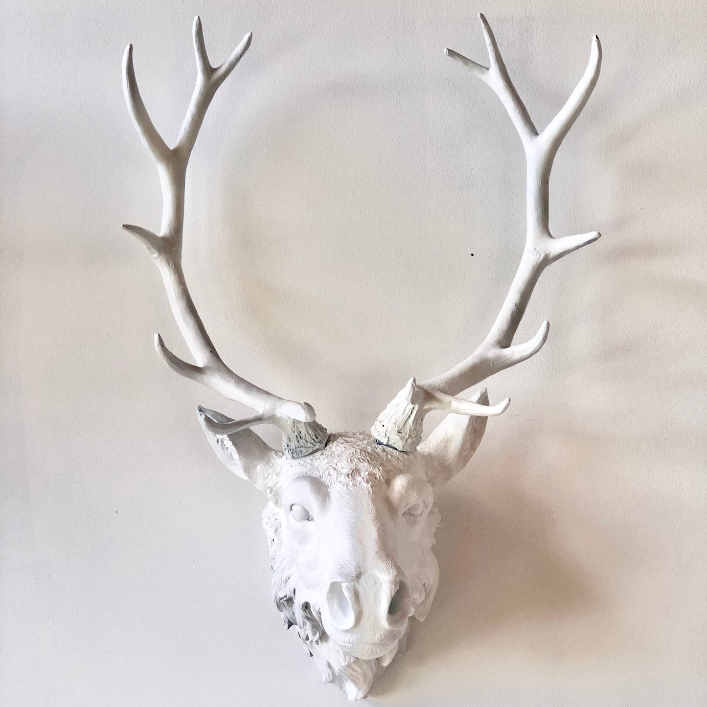 Stag / moose / deer head antler mounted wall hanging