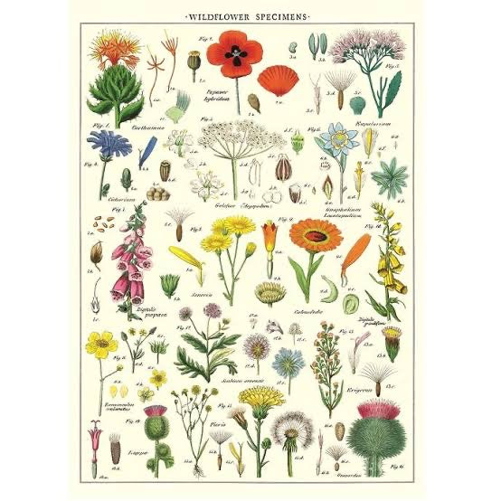 Wild flower vintage chart poster print scroll
