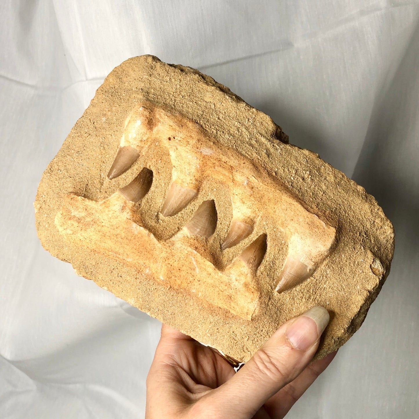 REAL Jurassic Park antique fossil Mosasaurus jaw / dinosaur teeth statue